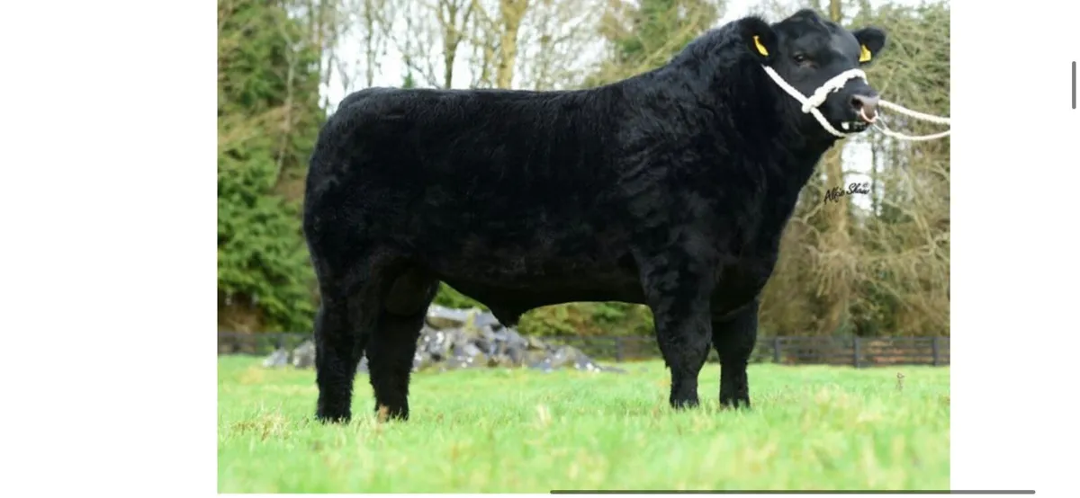 ANGUS BULL - Image 4
