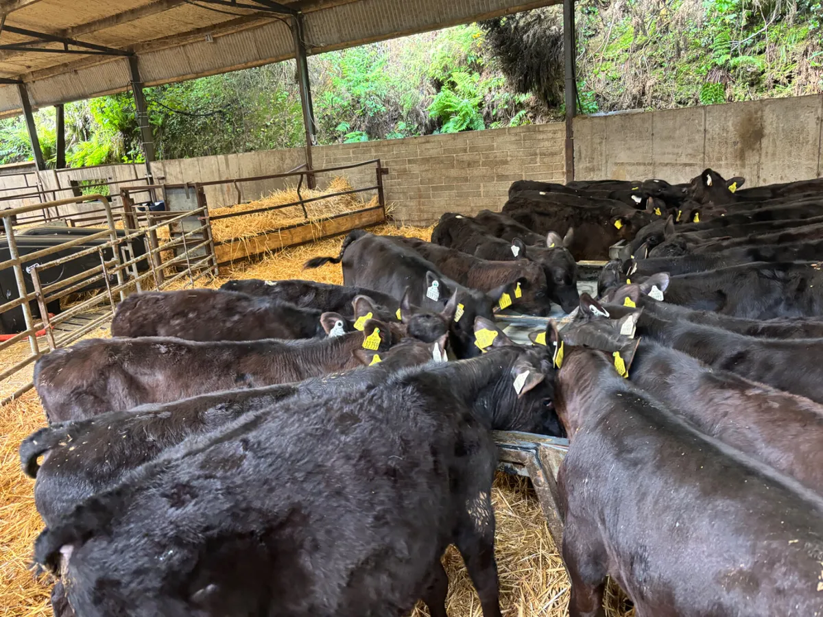 30 Angus bulls - Image 4