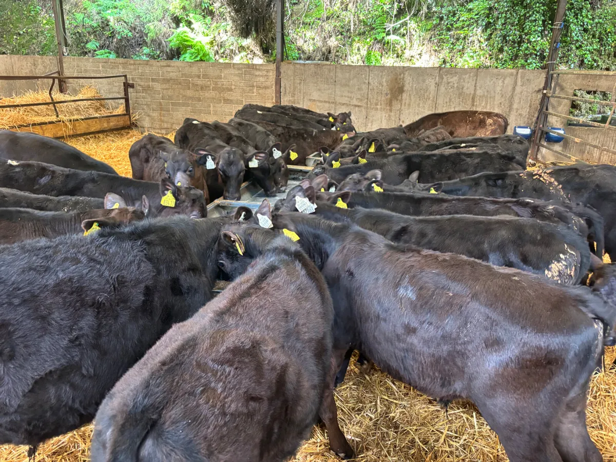 30 Angus bulls - Image 2