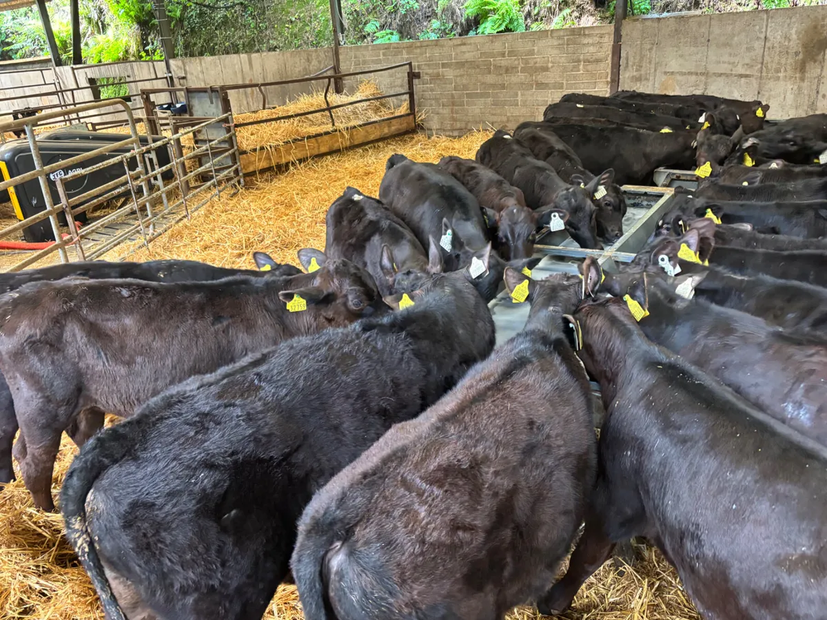 30 Angus bulls - Image 3