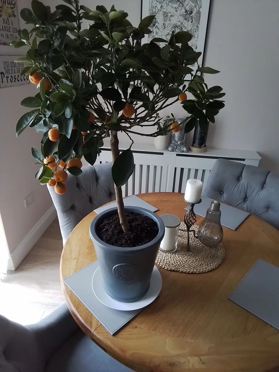 3 ft orange plant
