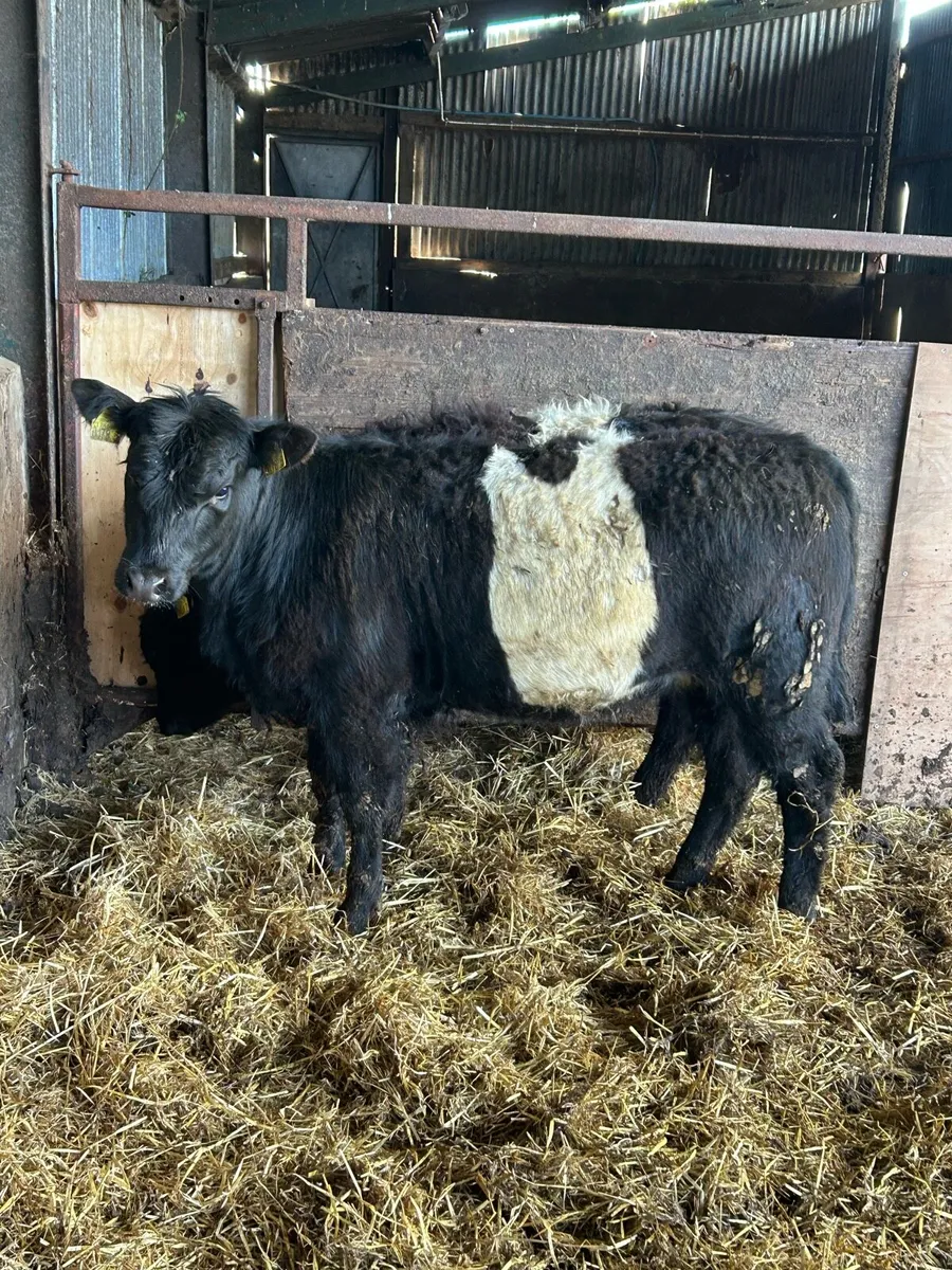Belty Heifers - Image 1