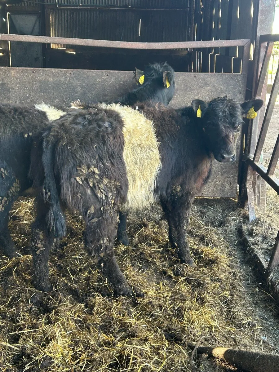 Belty Heifers - Image 2
