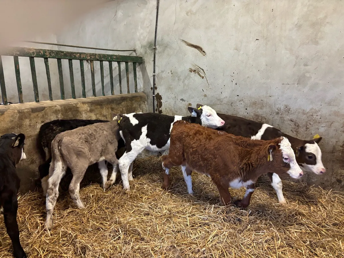 7 strong Simmental heifer’s - Image 1