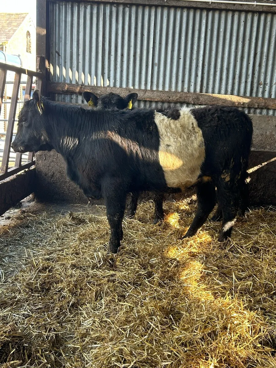 Belty Heifers - Image 3