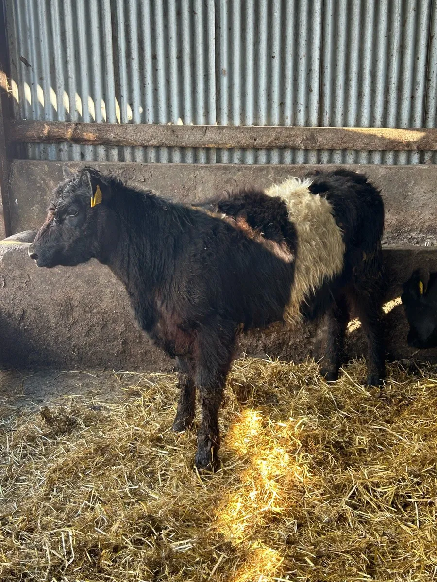 Belty Heifers - Image 4