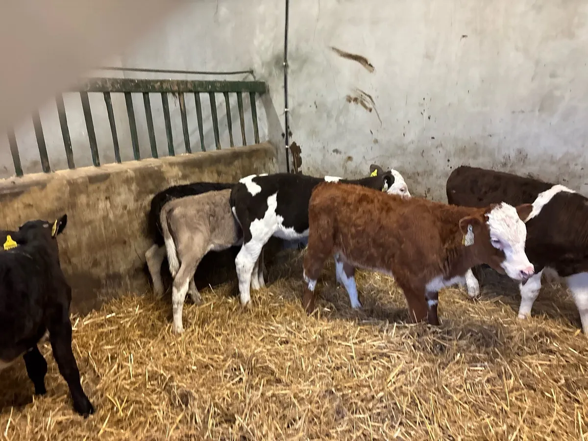 7 strong Simmental heifer’s - Image 3