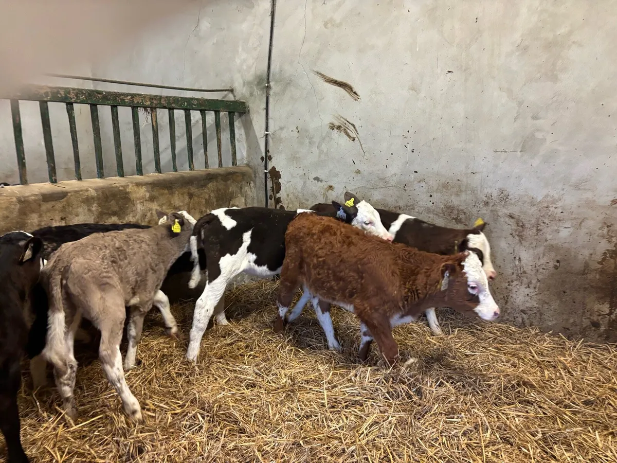 7 strong Simmental heifer’s - Image 4