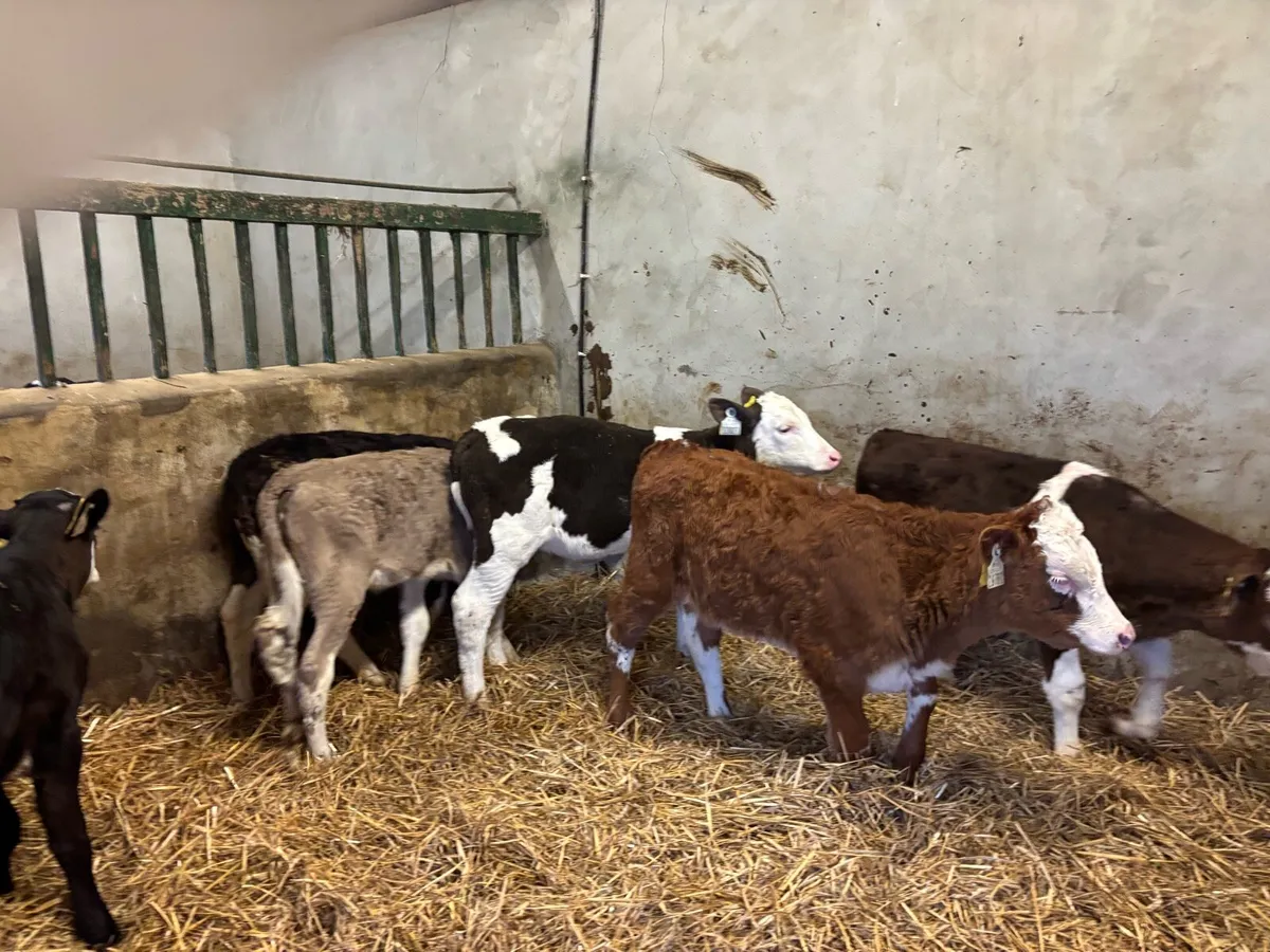 7 strong Simmental heifer’s - Image 2