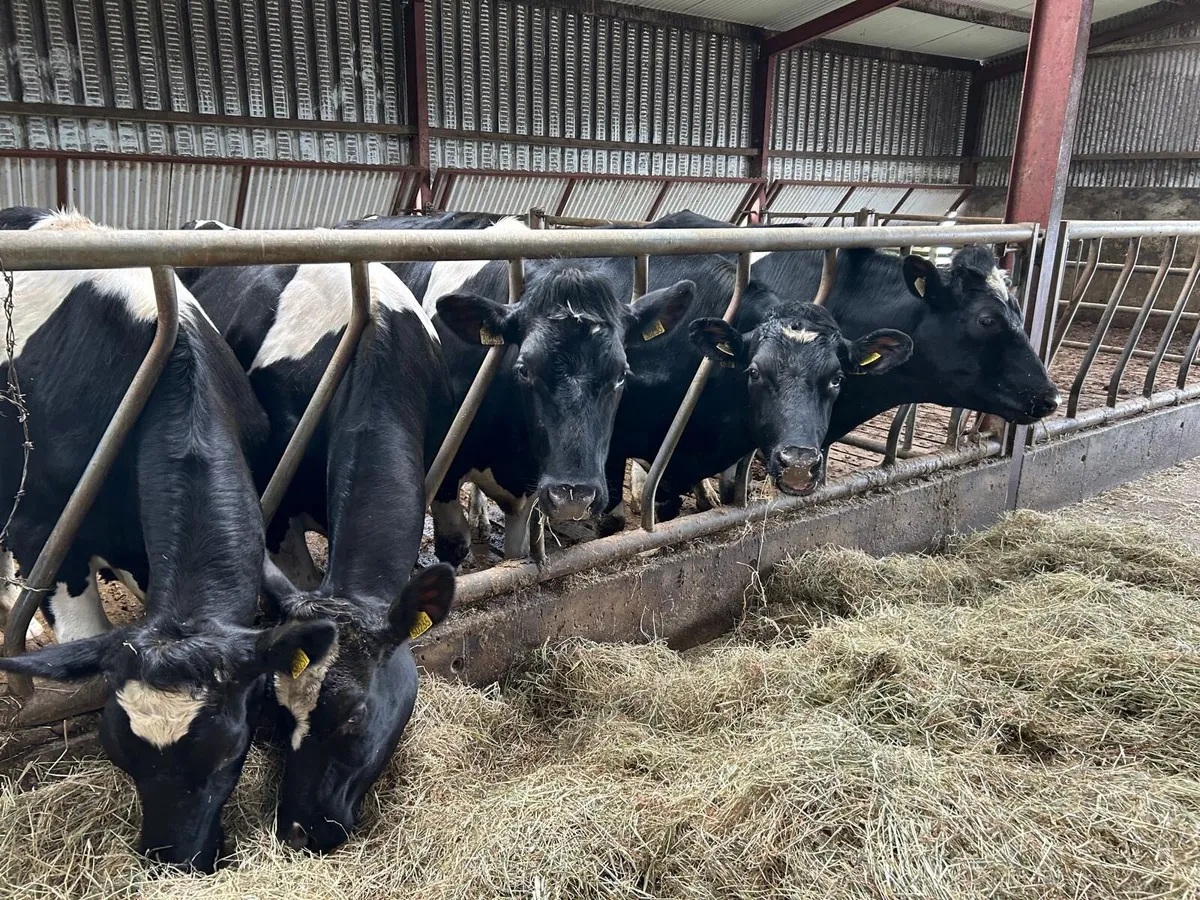 Freisian Bullocks - Image 1