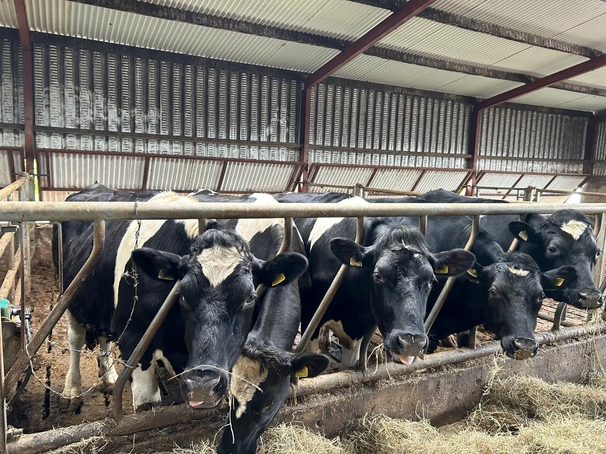 Freisian Bullocks - Image 2