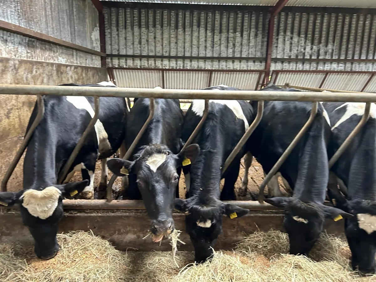 Freisian Bullocks - Image 3
