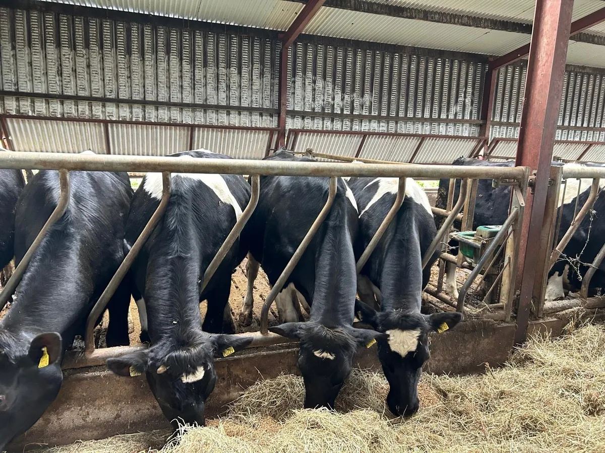 Freisian Bullocks - Image 4