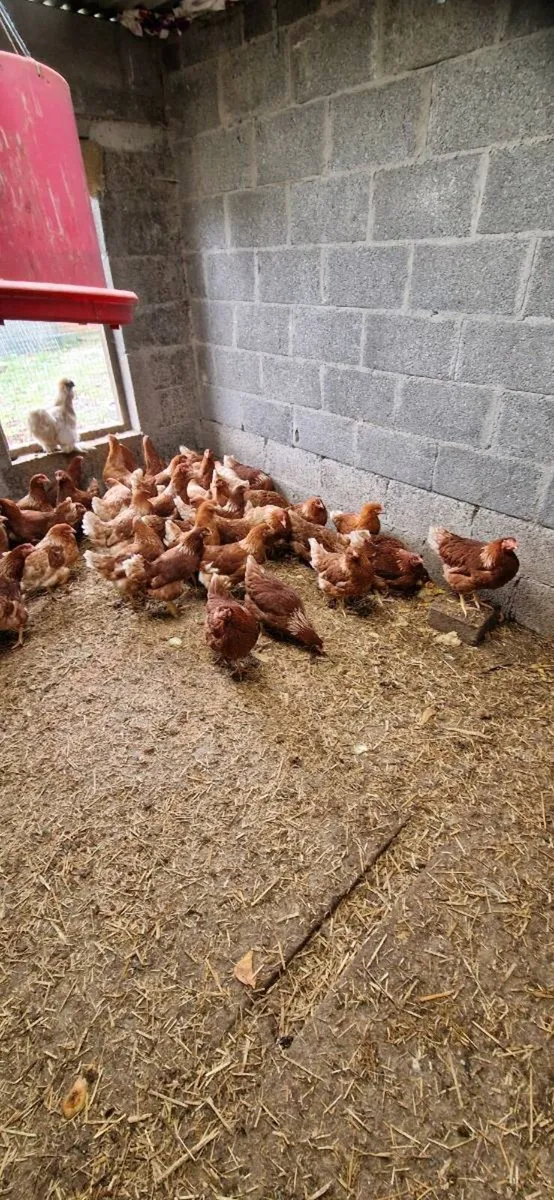 Hens/pullets/chicks/fertile eggs/ducklings - Image 2