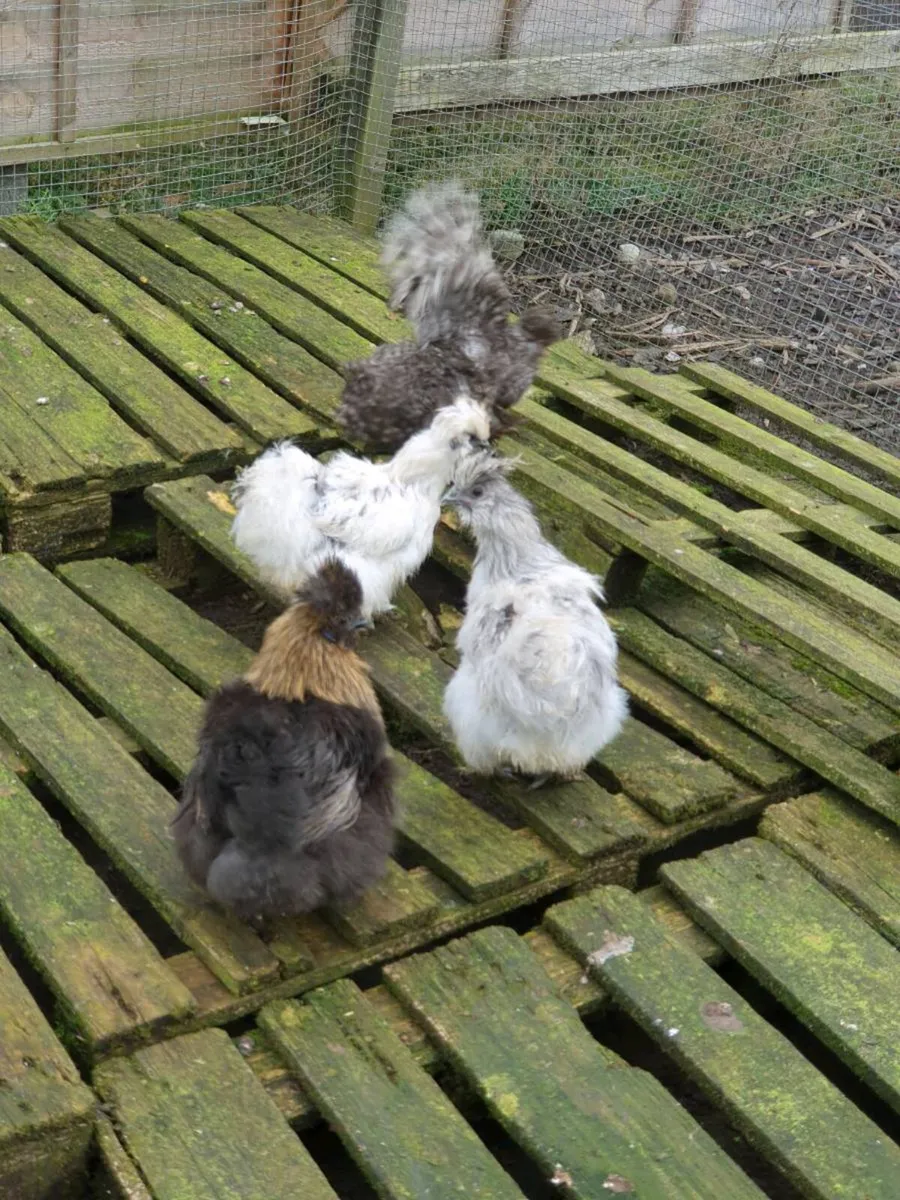 Hens/pullets/chicks/fertile eggs/ducklings - Image 4