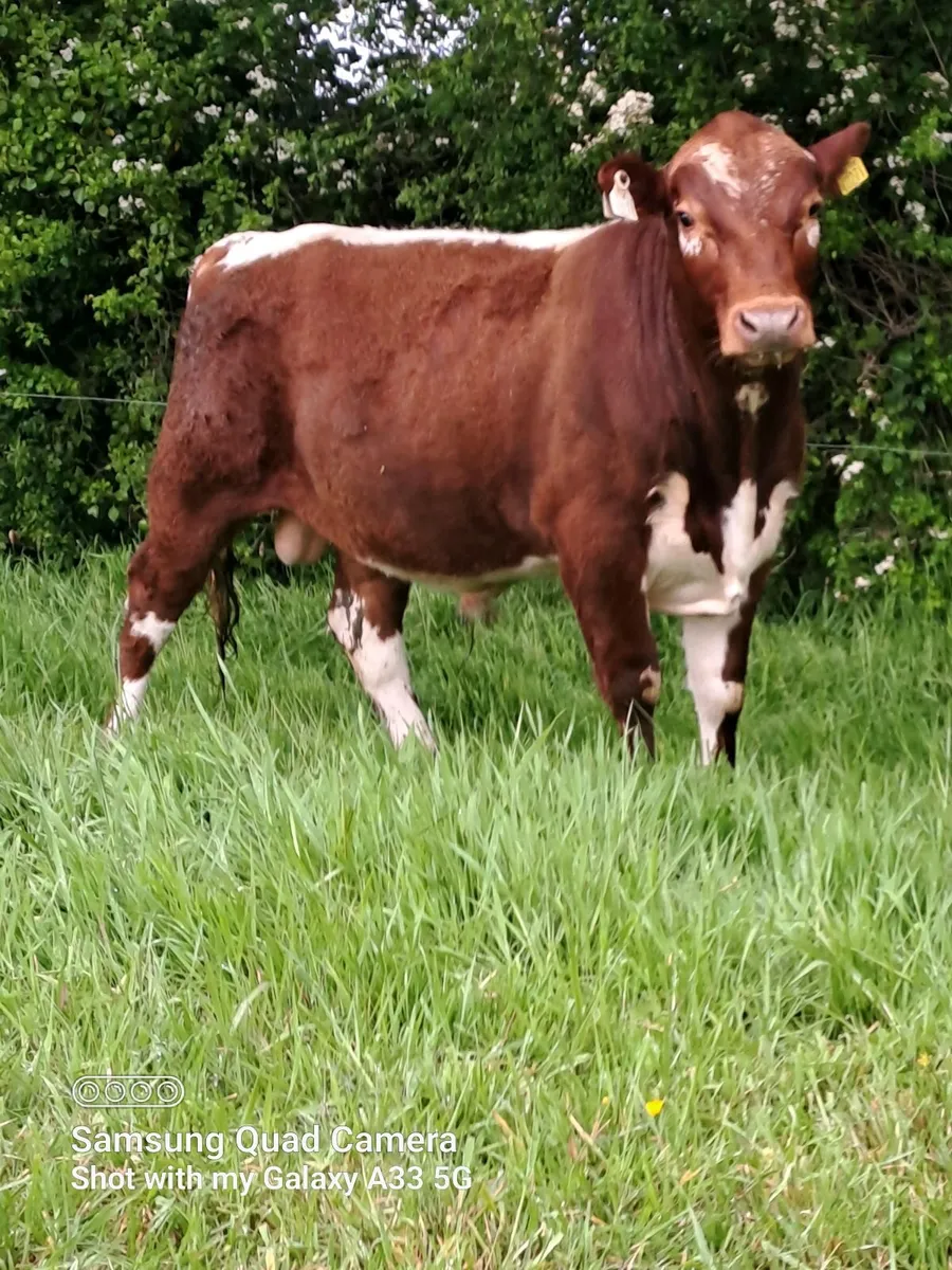 Cattle Pedigree Irish Moiled Bulls 11 months old - Image 1