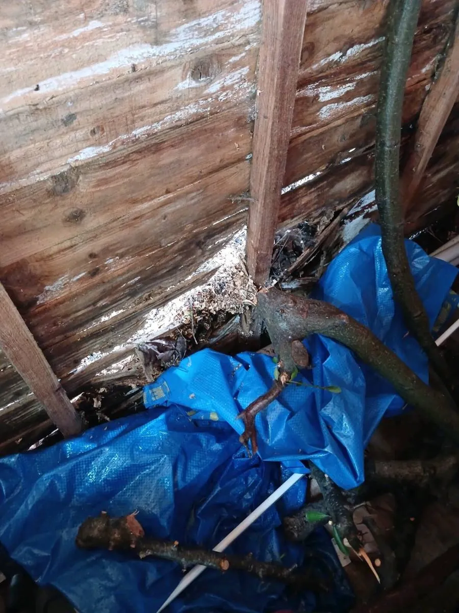 Free shed 6x8 - Image 2