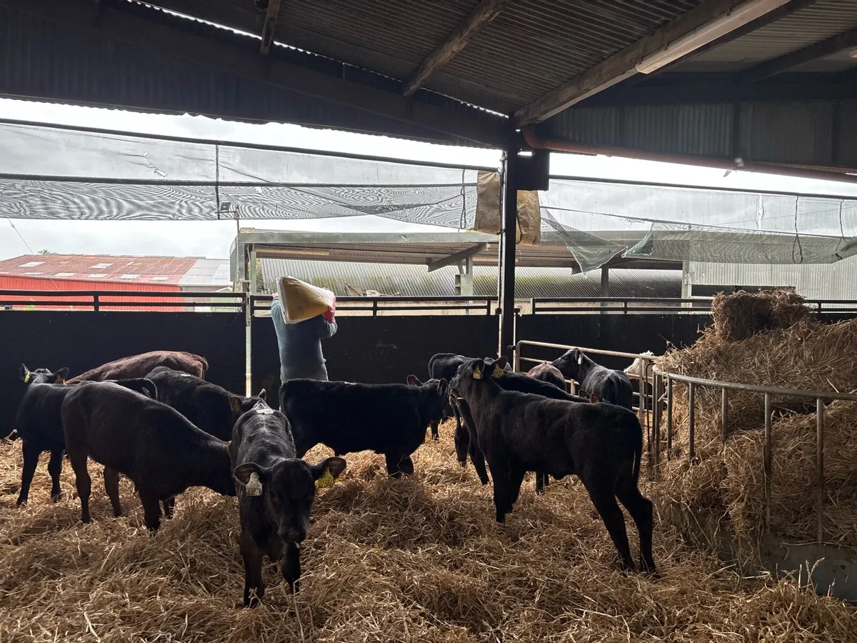 15 super reared Angus heifers - Image 1