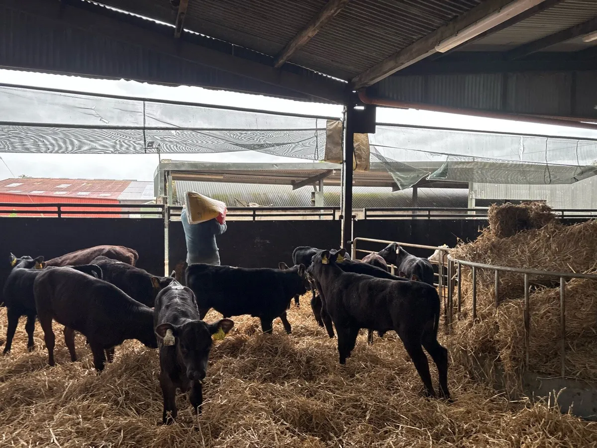 15 super reared Angus heifers - Image 2
