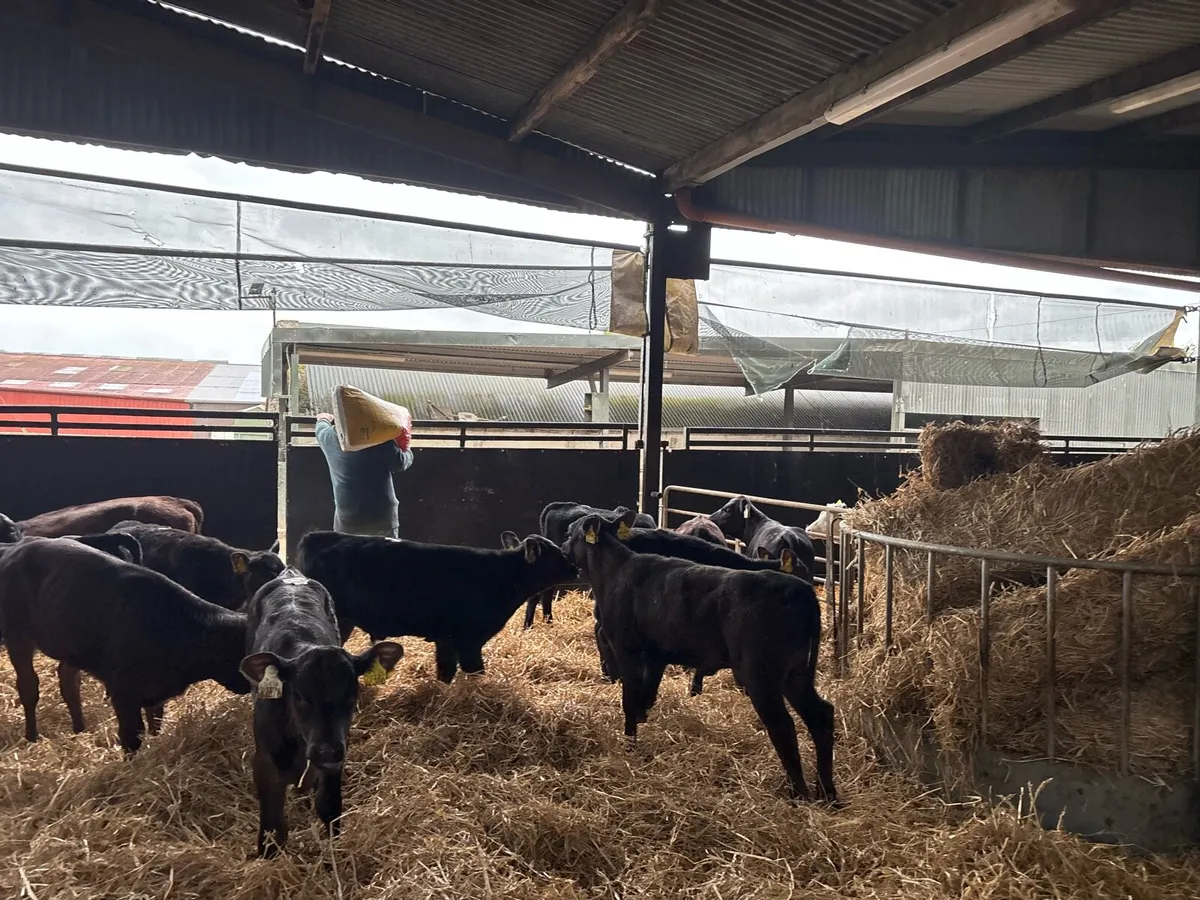 15 super reared Angus heifers - Image 3