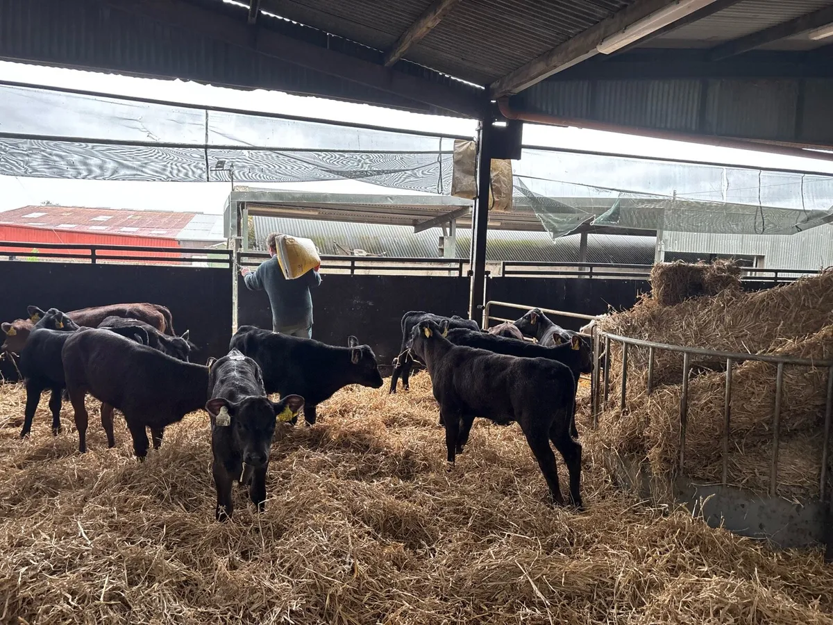 15 super reared Angus heifers - Image 4