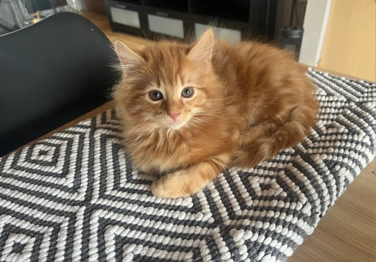 Kittens - Image 2