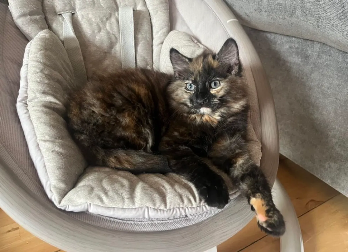 Kittens - Image 1