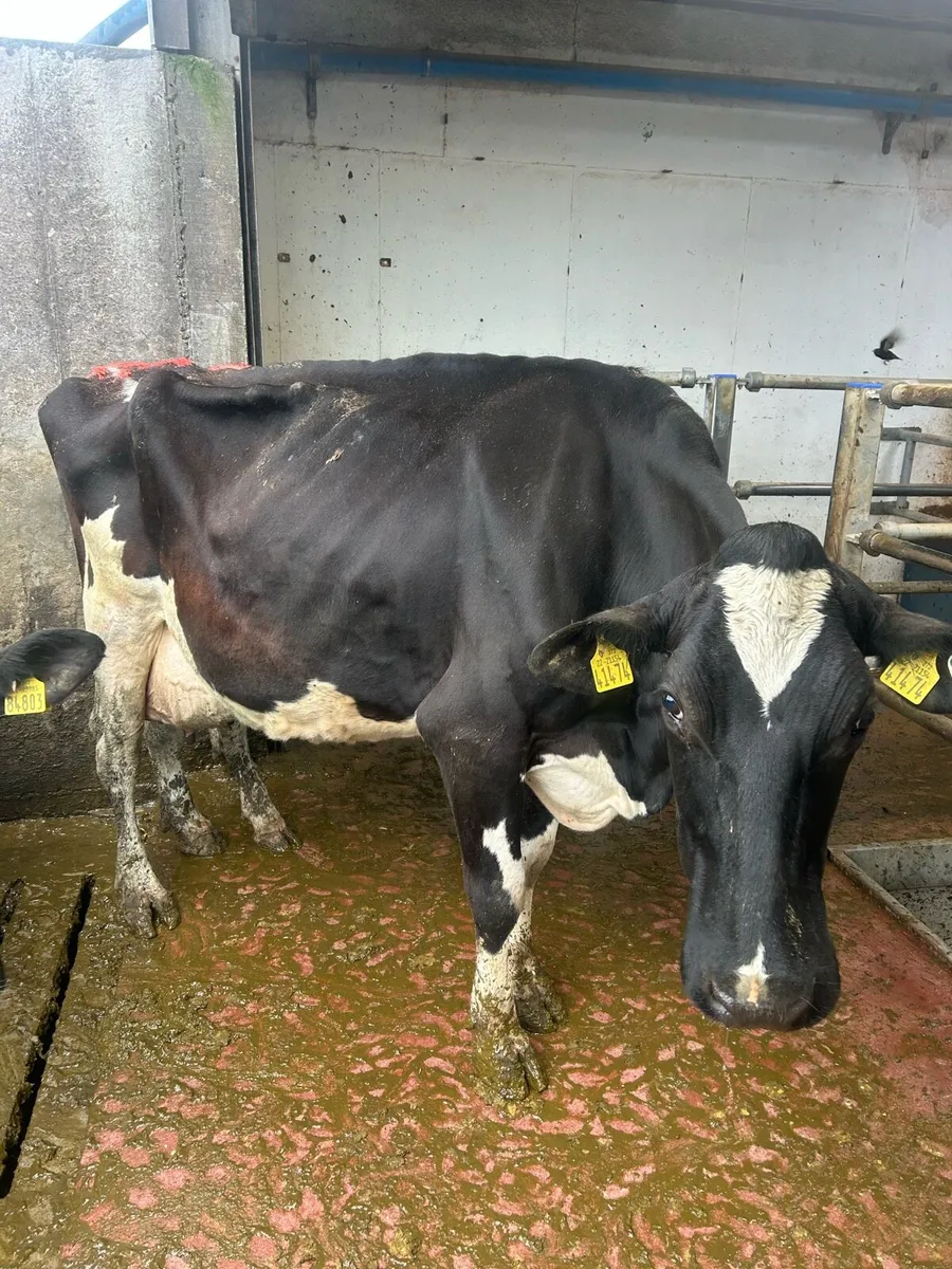 6 fr cows - Image 2
