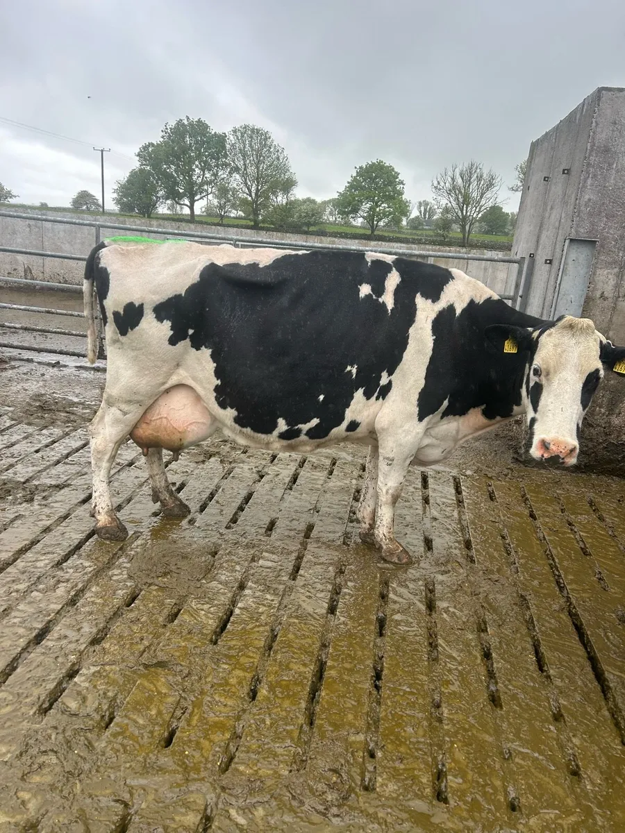 6 fr cows - Image 3