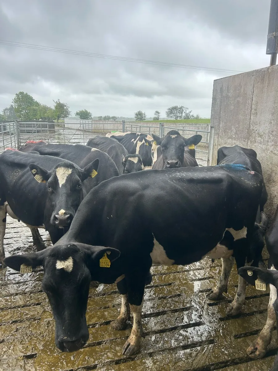 6 fr cows - Image 1