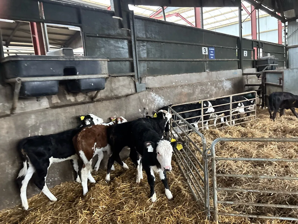 8 super reared Hereford heifers - Image 1