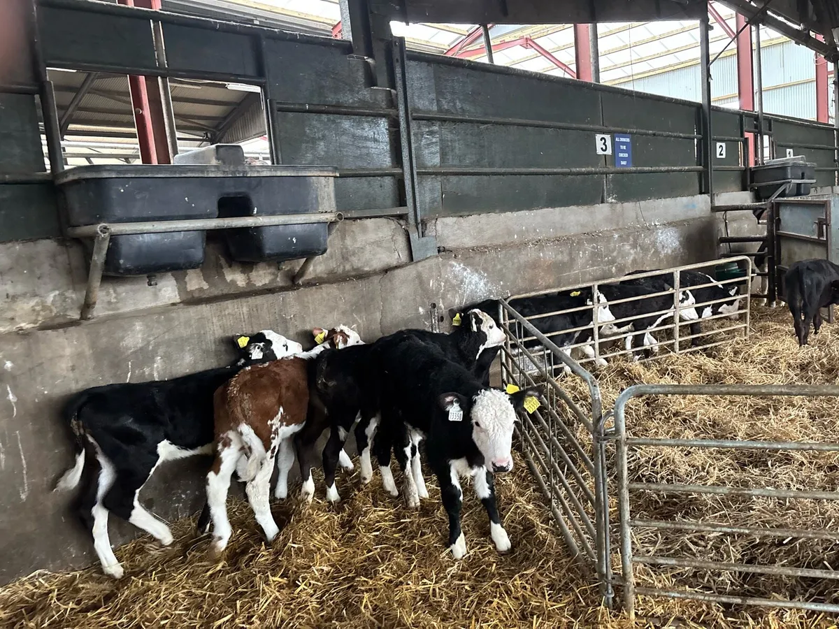 8 super reared Hereford heifers - Image 2