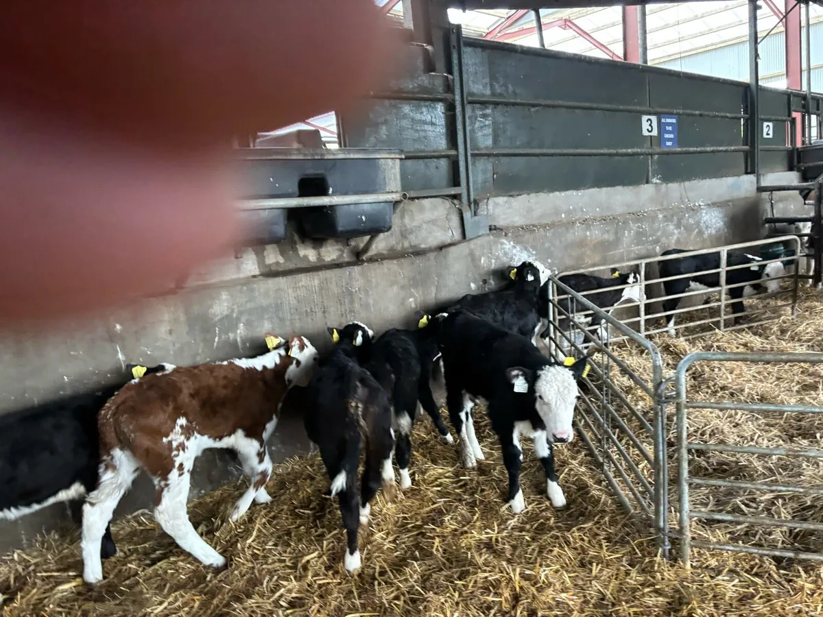 8 super reared Hereford heifers - Image 4