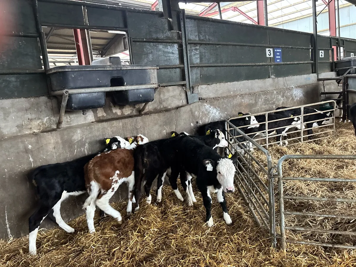 8 super reared Hereford heifers - Image 3