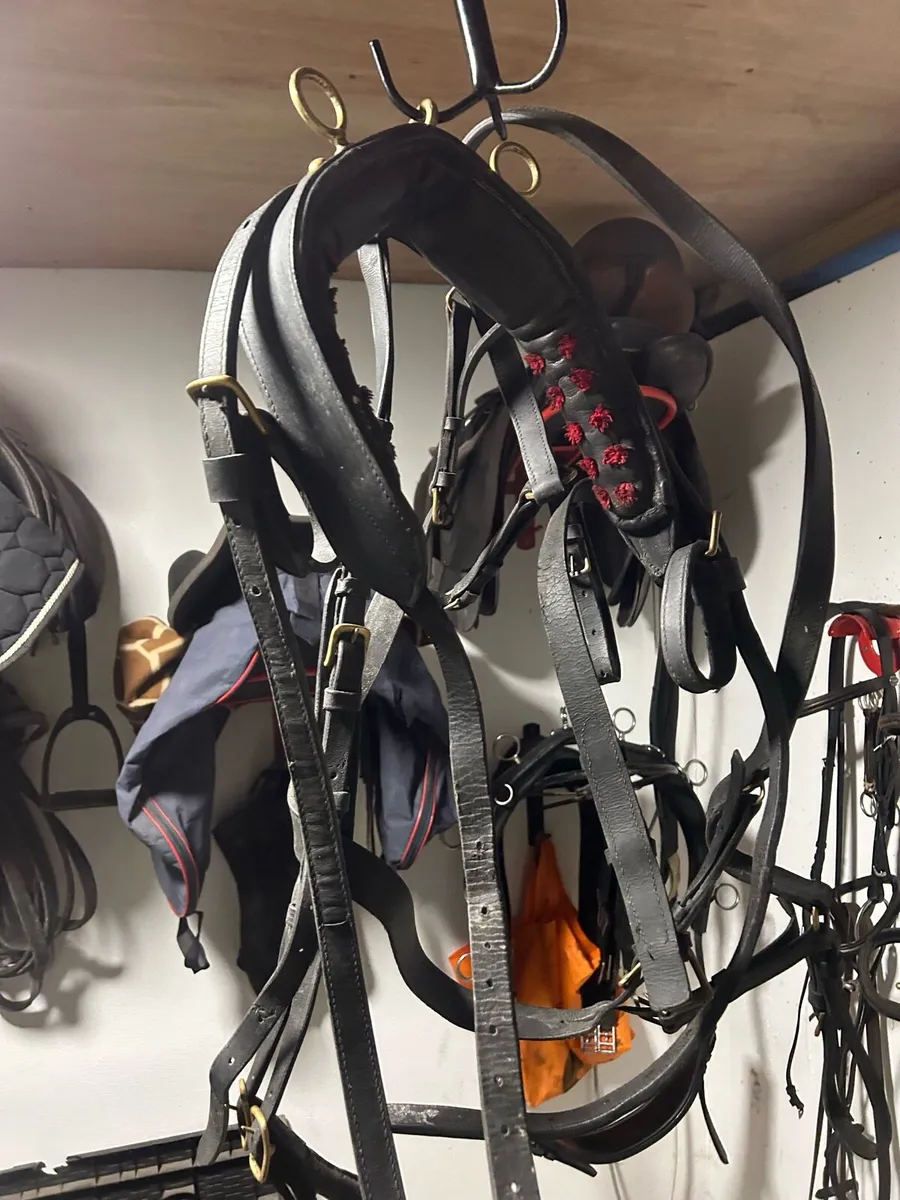English Pony harness - Image 2