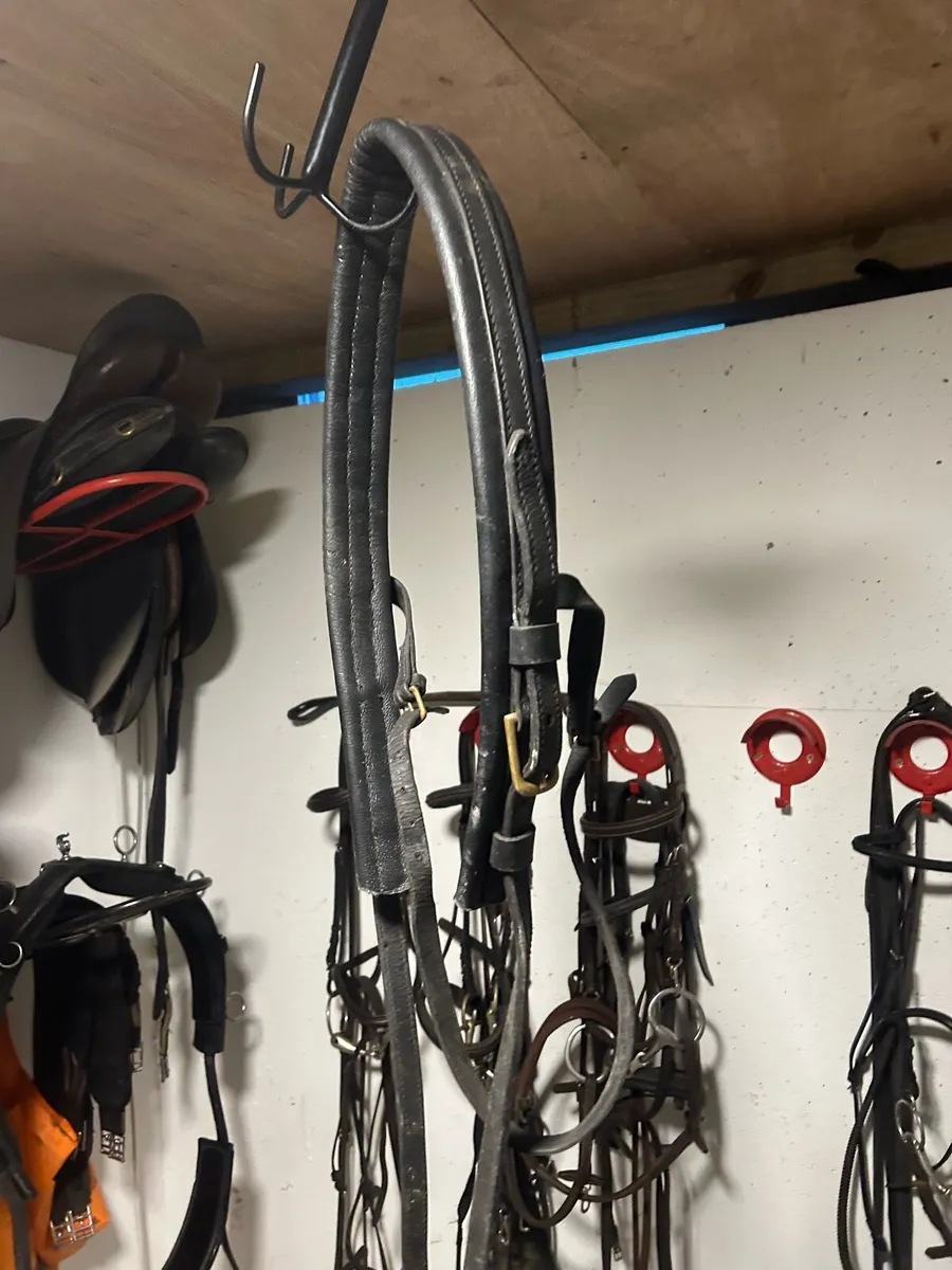 English Pony harness - Image 3