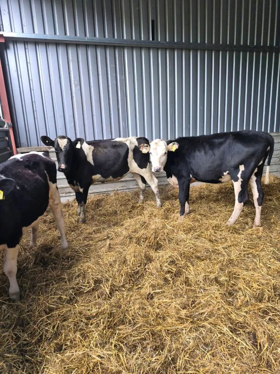 Heifers - Image 1