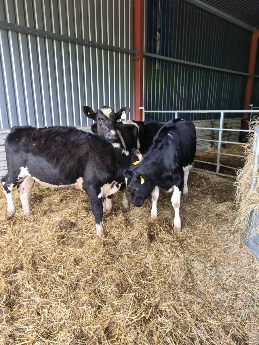 Heifers - Image 2