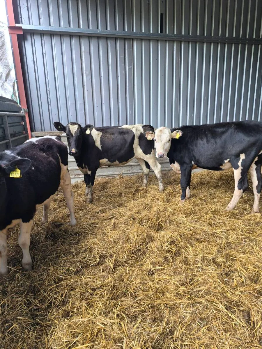 Heifers - Image 3