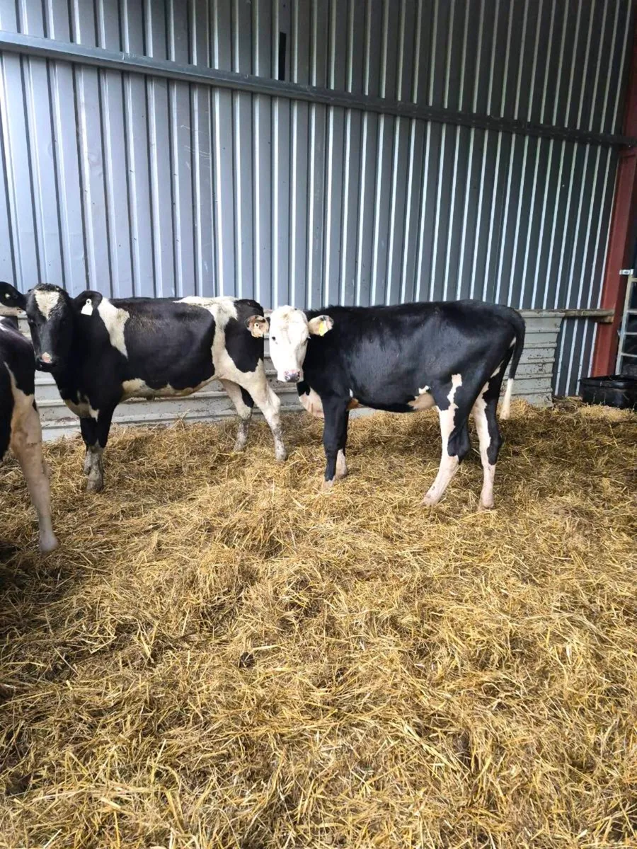 Heifers - Image 4