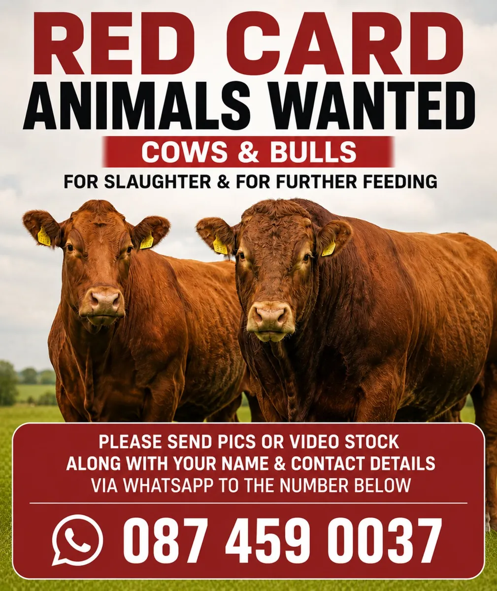 Wanted Red Card Imported Animals