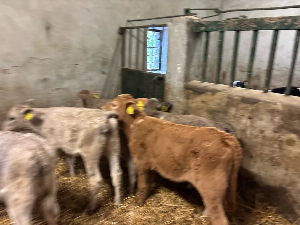 5 strong 2 months old charlaois heifers - Image 2