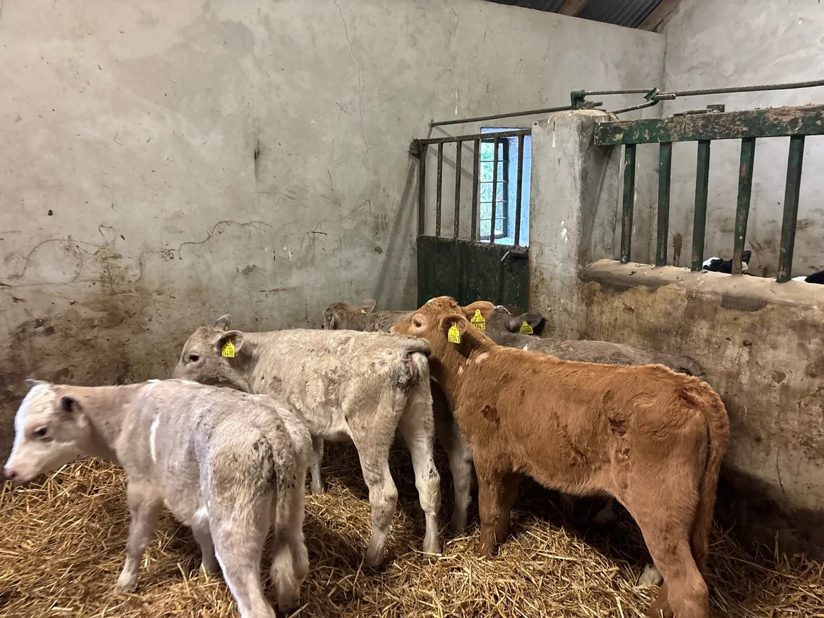 5 strong 2 months old charlaois heifers - Image 4