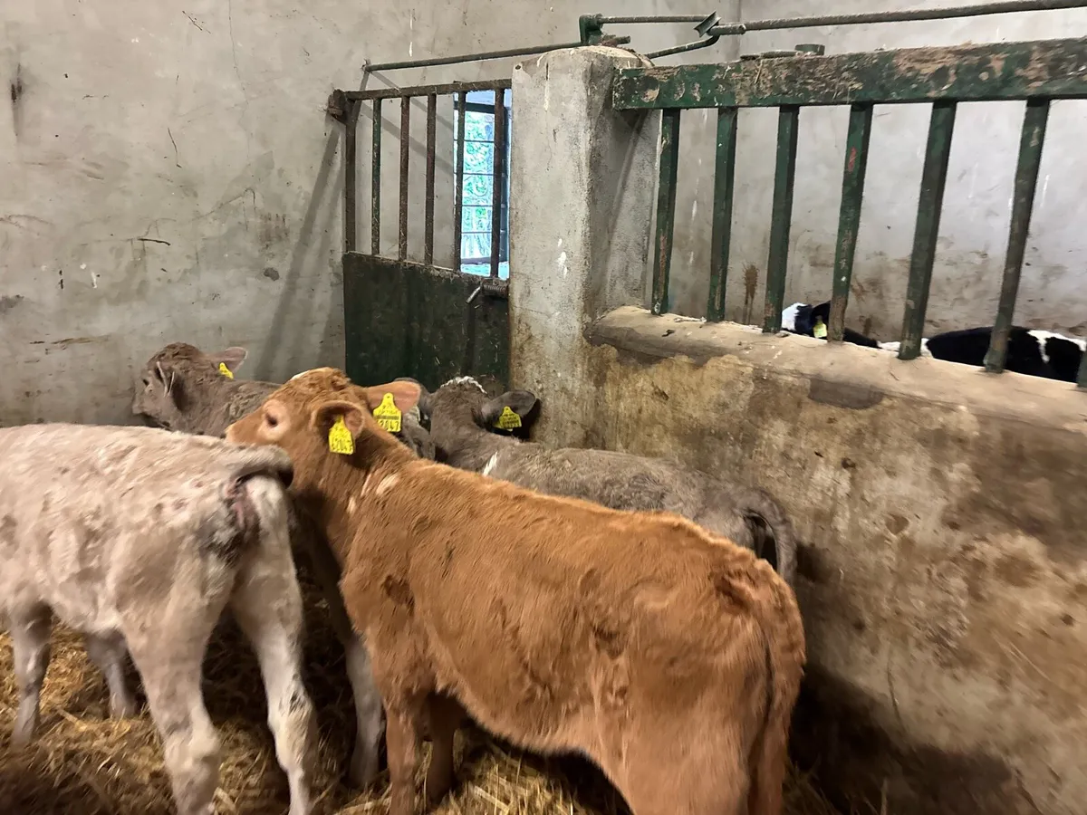 5 strong 2 months old charlaois heifers - Image 3
