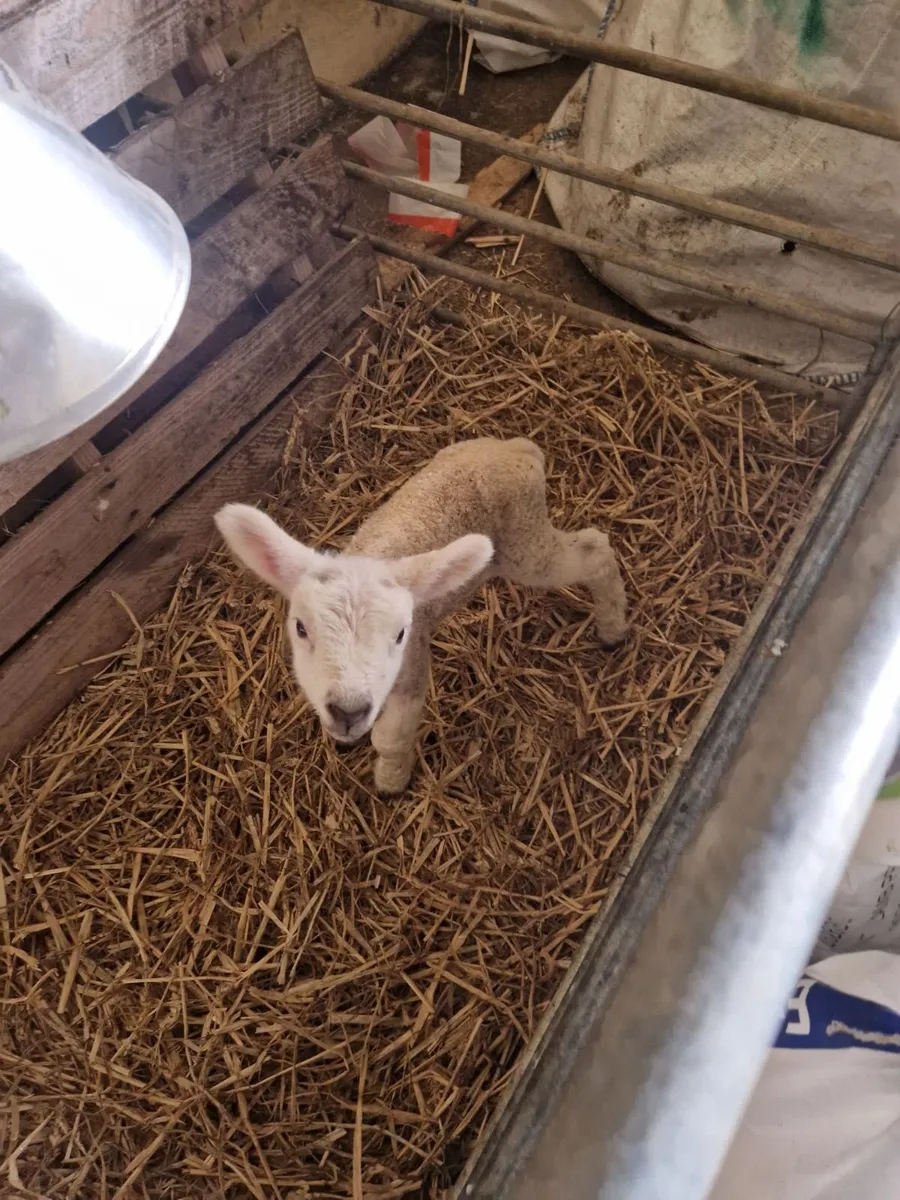 Pet lamb