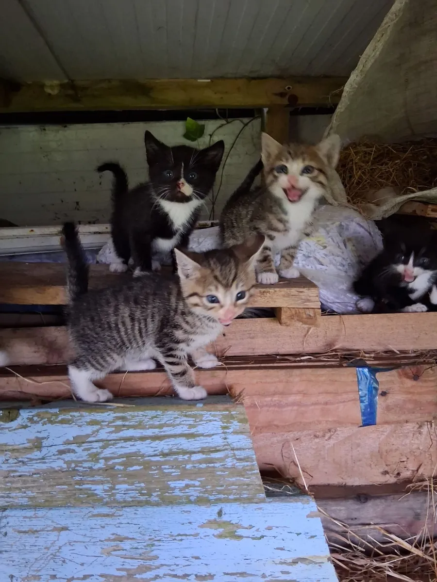 Kittens - Image 1