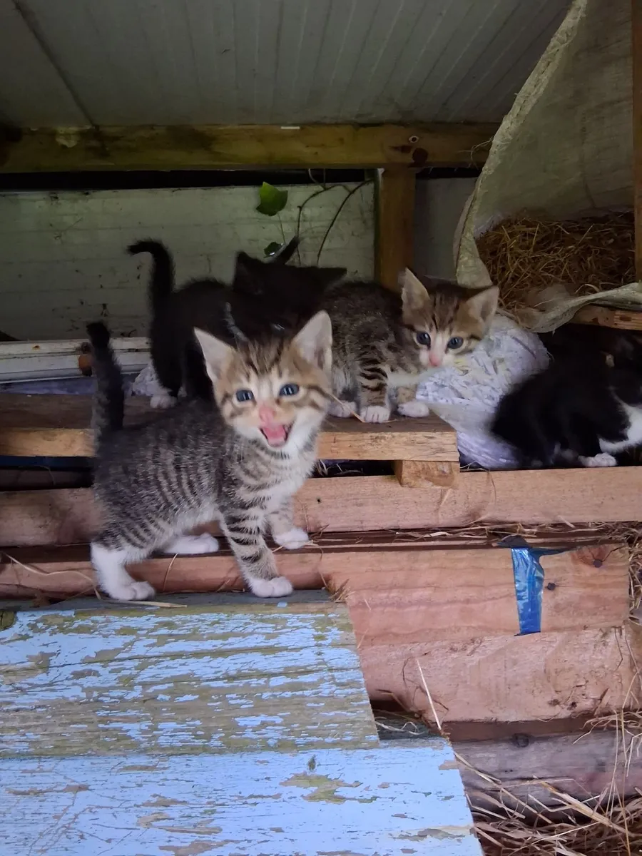 Kittens - Image 3
