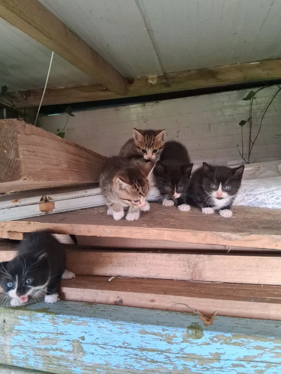 Kittens - Image 4