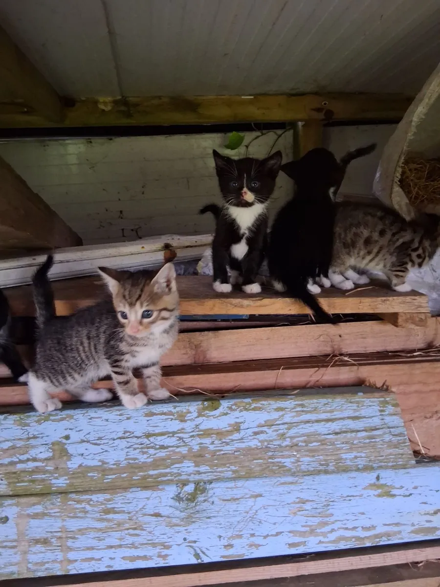 Kittens - Image 2