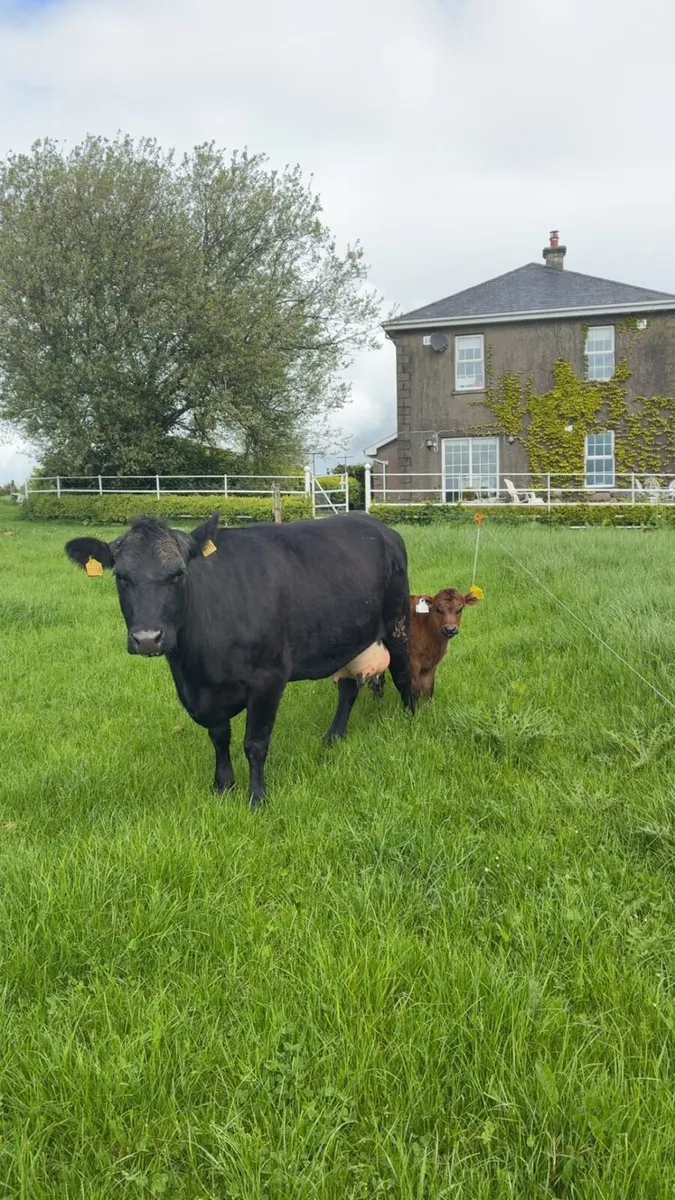 Cow and calf - Image 1